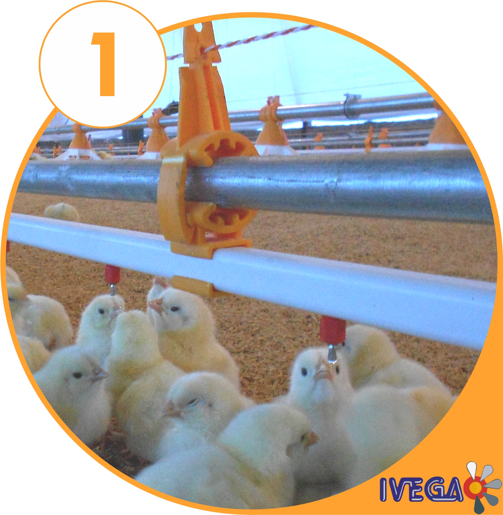 Sistema de bebedero nipple para galpones de produccion de pollos IVEGA