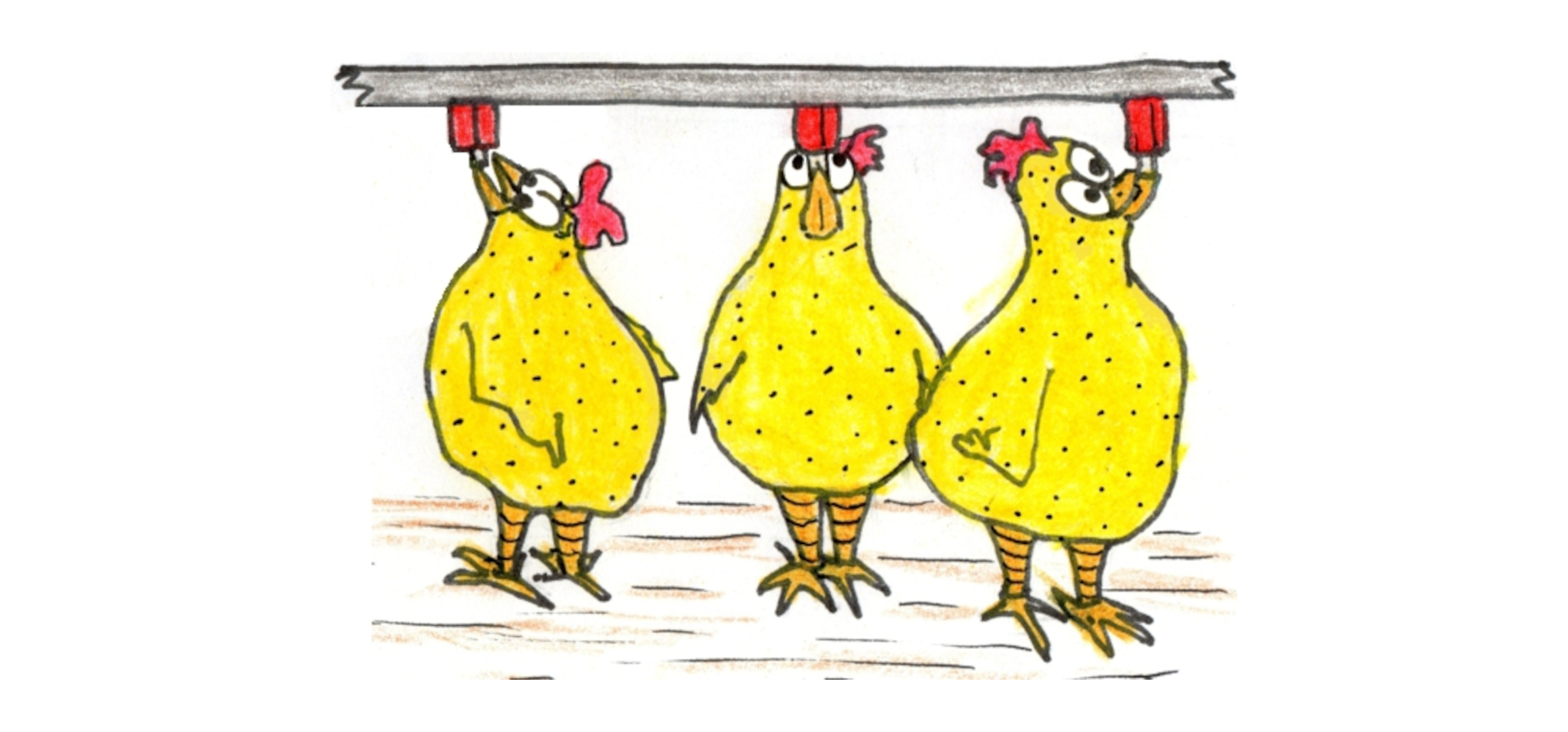Dibujo de unos pollos bebiendo de un bebedero nipple IVEGA